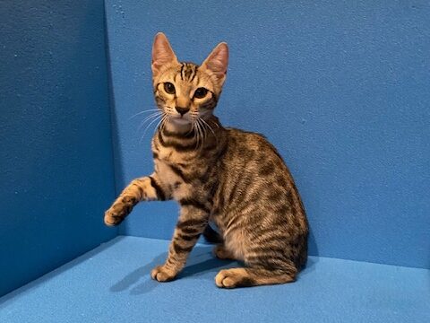 Asia female #3 $600