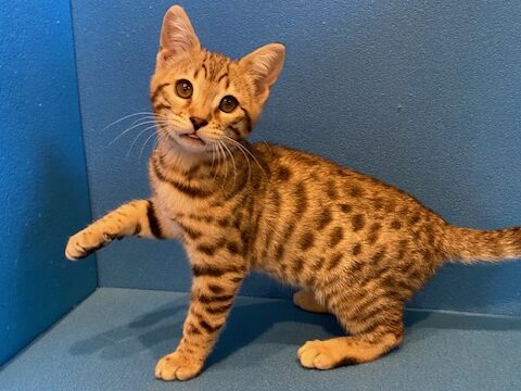 Marlee female #1 $900
